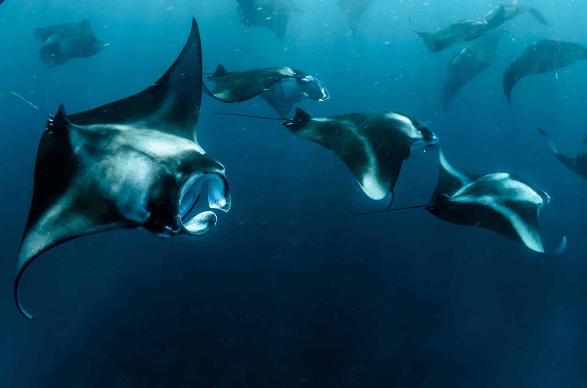 Diving & Water Toys