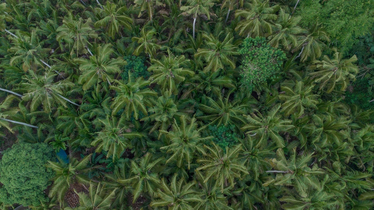 Indonesia’s Carbon Market Open Internationally: A Leap Towards a Sustainable Future