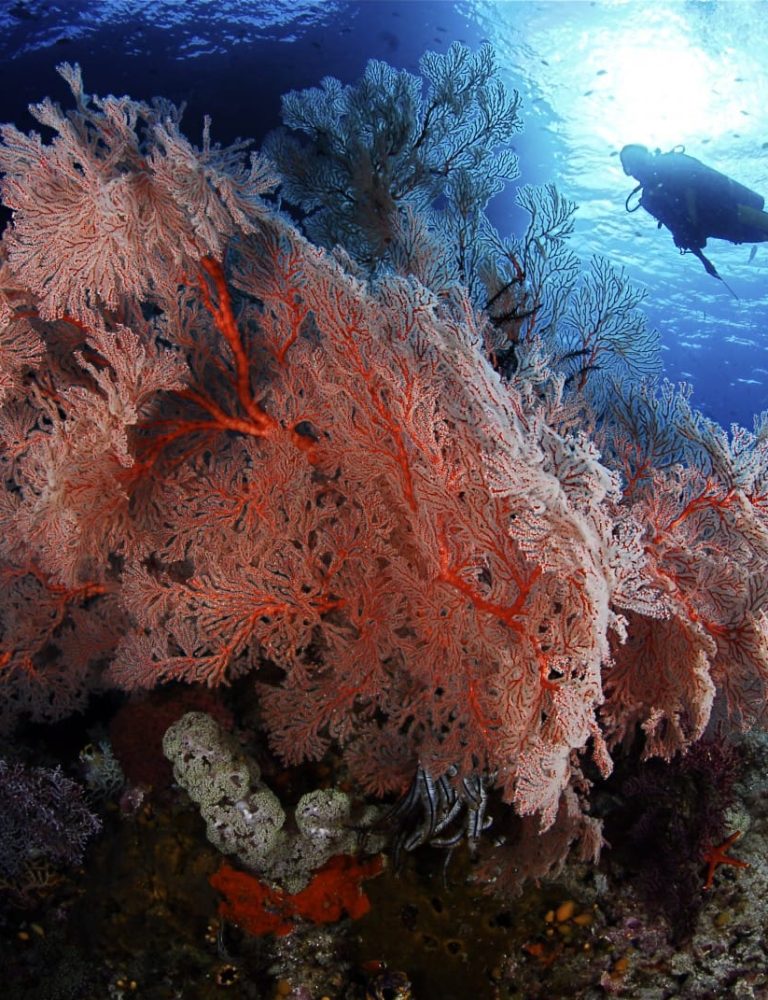 CALICO JACK DIVING CALICO JACK DIVING