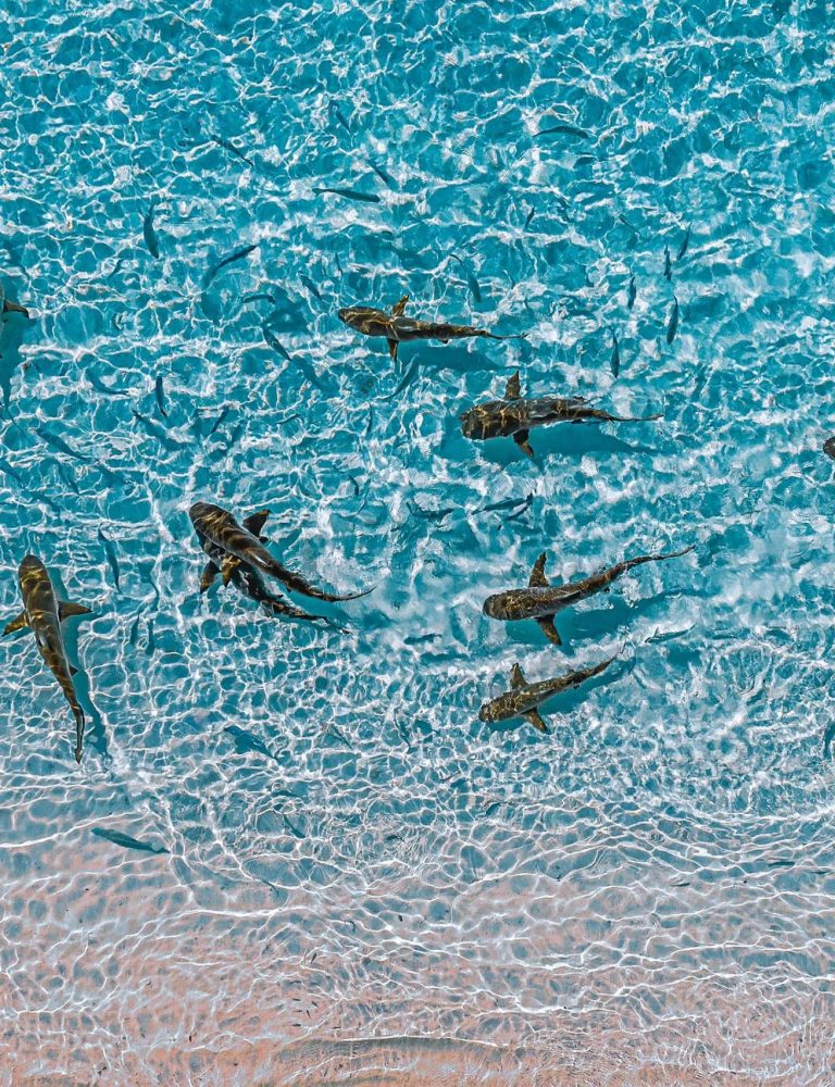 CALICO JACK SHARK NURSERY CALICO JACK SHARK NURSERY