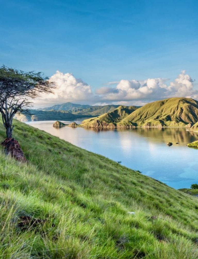 Komodo